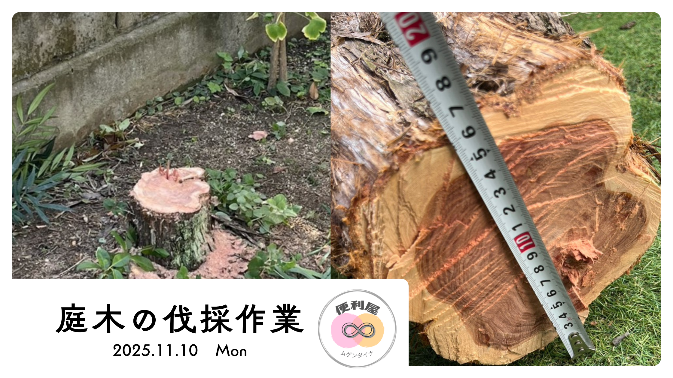 庭木の伐採後の写真と、直径15㎝の伐採後の木の写真